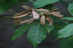 Hiptage benghalensis